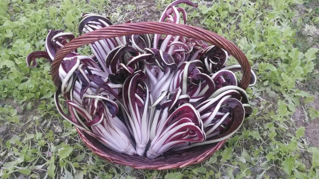 Radicchio Radicchio