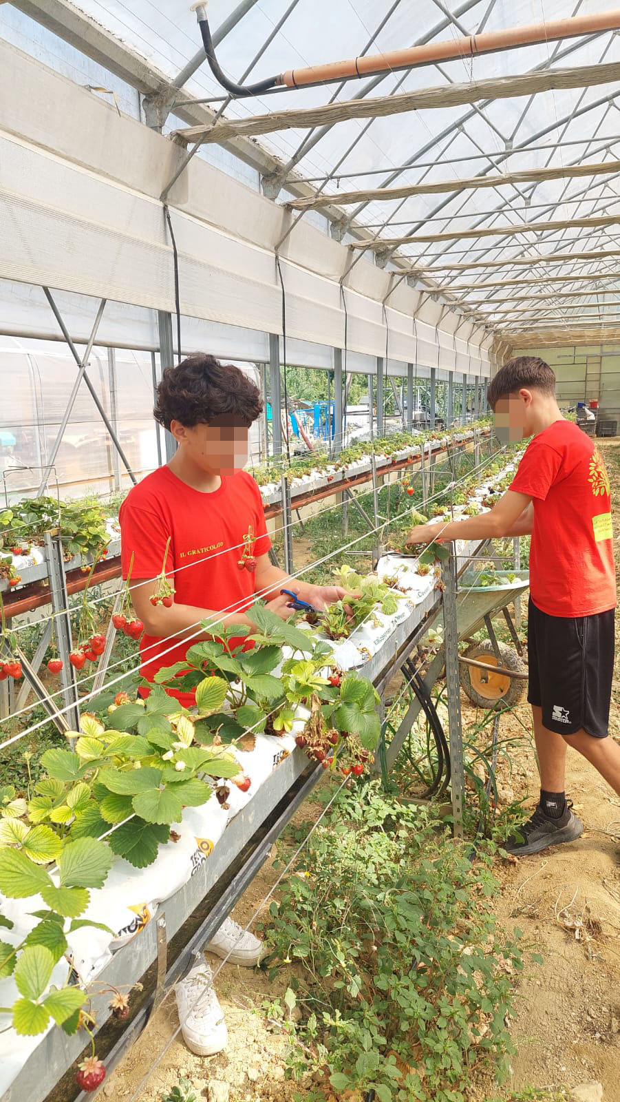 Un successo il “Summer Camp 2025” dei giovani di Piazzola sul Brenta al Centro Paolo VI Un successo il “Summer Camp 2025” dei giovani di Piazzola sul Brenta al Centro Paolo VI